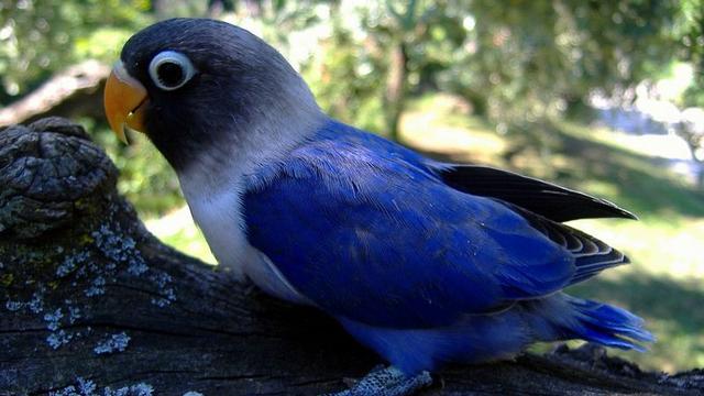 Detail Burung Lovebird Biru Nomer 39
