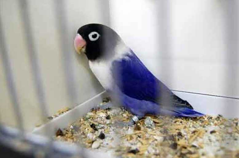 Detail Burung Lovebird Biru Nomer 7