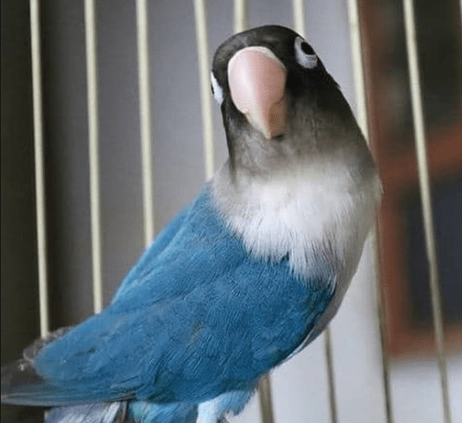 Detail Burung Lovebird Biru Nomer 8