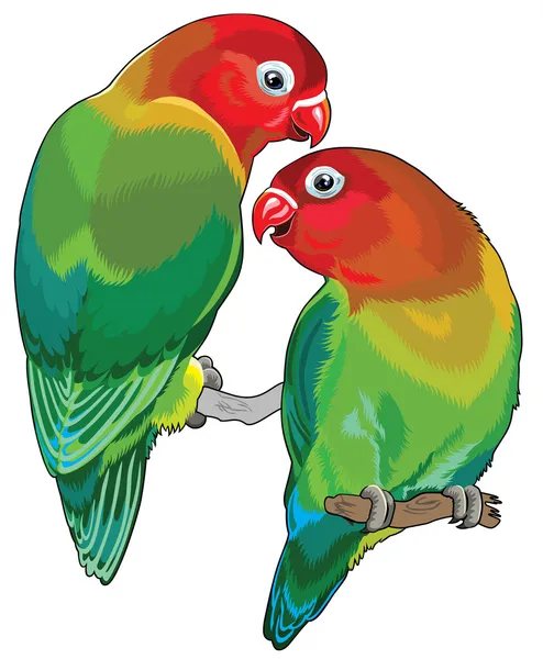 Detail Burung Lovebird Vector Nomer 11