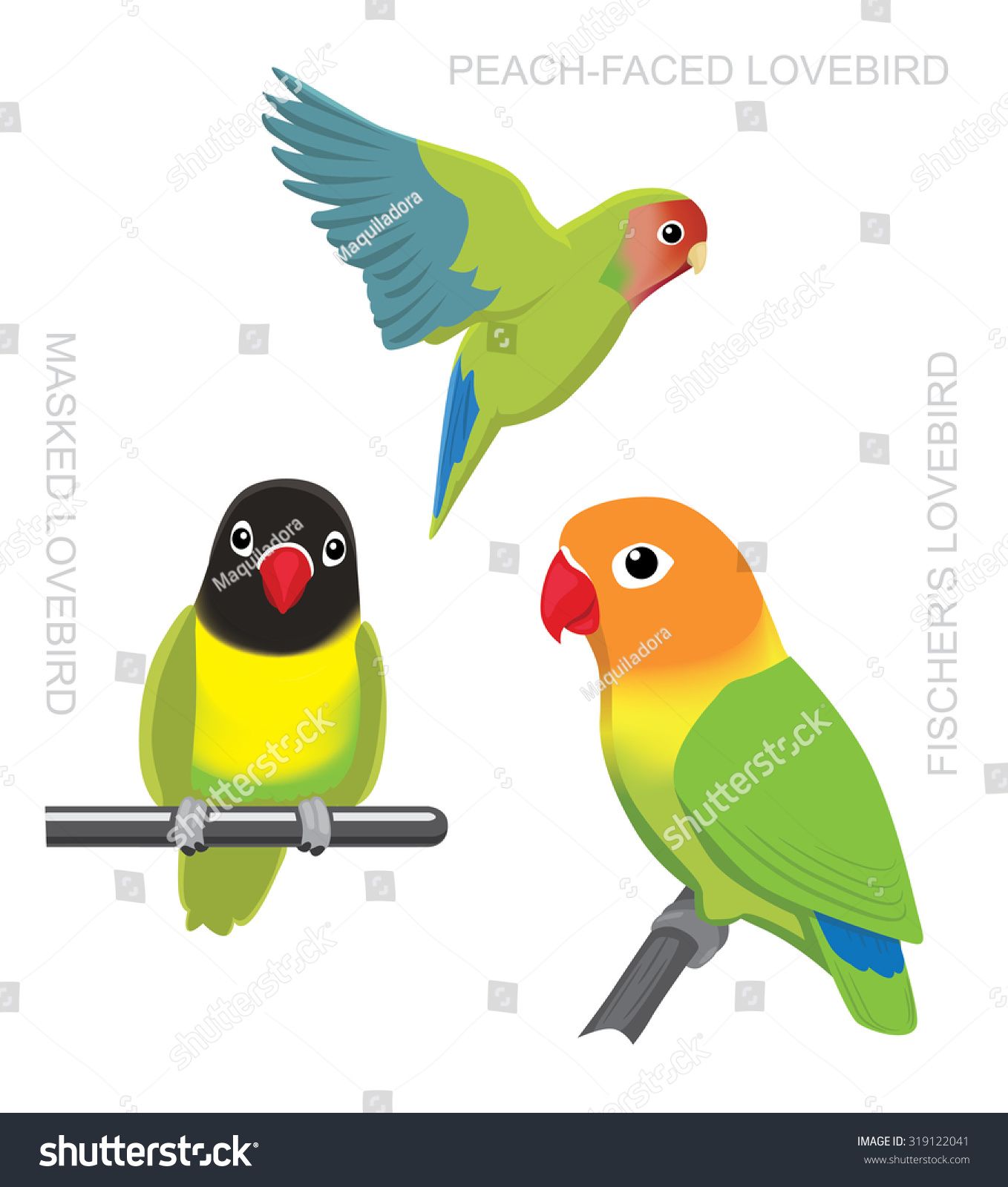 Detail Burung Lovebird Vector Nomer 19