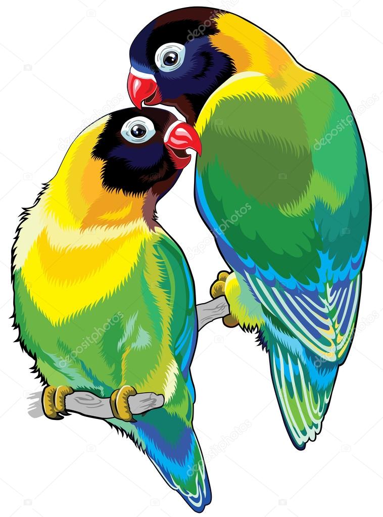 Detail Burung Lovebird Vector Nomer 23