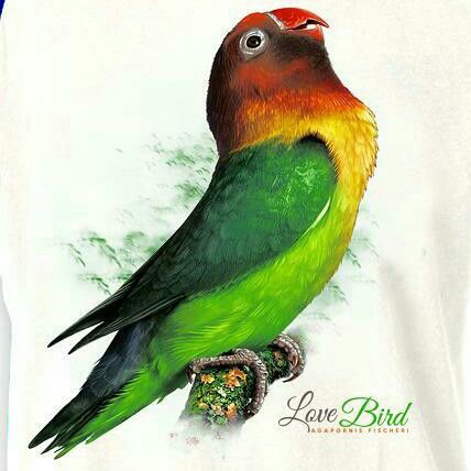 Detail Burung Lovebird Vector Nomer 54