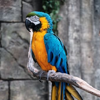 Download Burung Macaw Biru Nomer 16