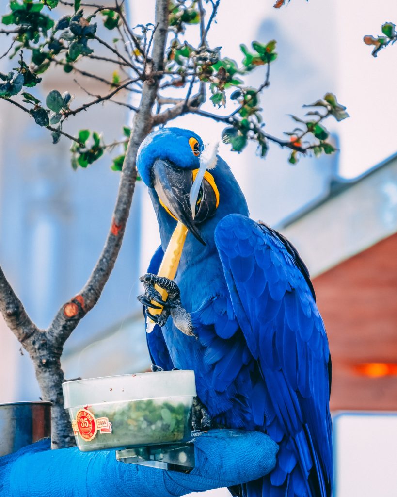 Detail Burung Macaw Biru Nomer 17