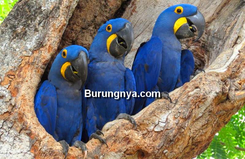 Detail Burung Macaw Biru Nomer 3