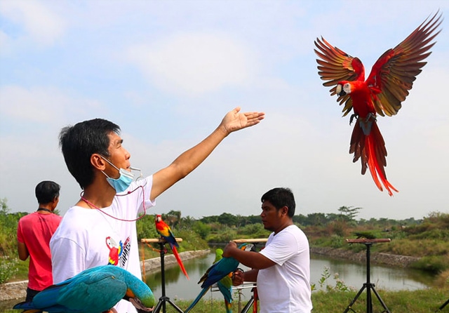 Detail Burung Macaw Biru Nomer 26