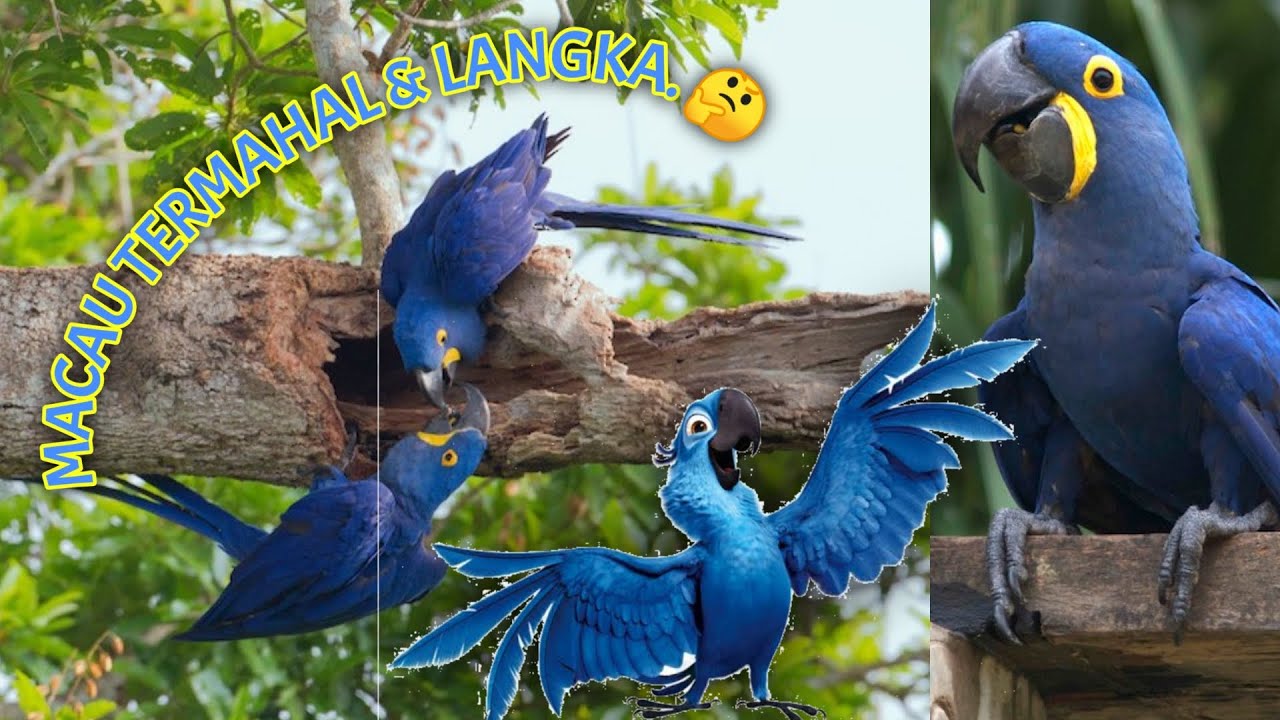 Detail Burung Macaw Biru Nomer 27