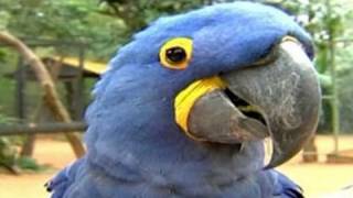 Detail Burung Macaw Biru Nomer 29