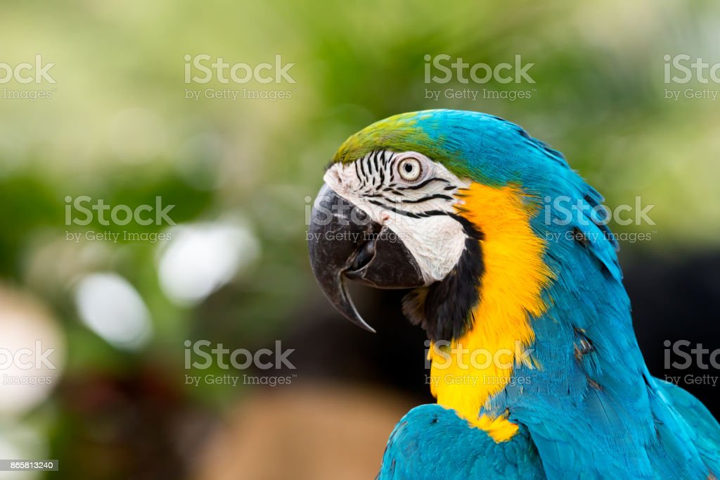 Detail Burung Macaw Biru Nomer 32