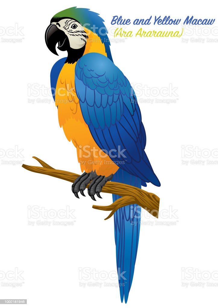 Detail Burung Macaw Biru Nomer 34