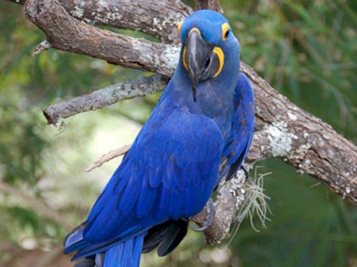 Download Burung Macaw Biru Nomer 5