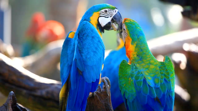 Download Burung Macaw Biru Nomer 39