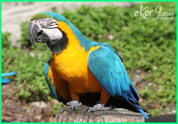 Detail Burung Macaw Biru Nomer 6