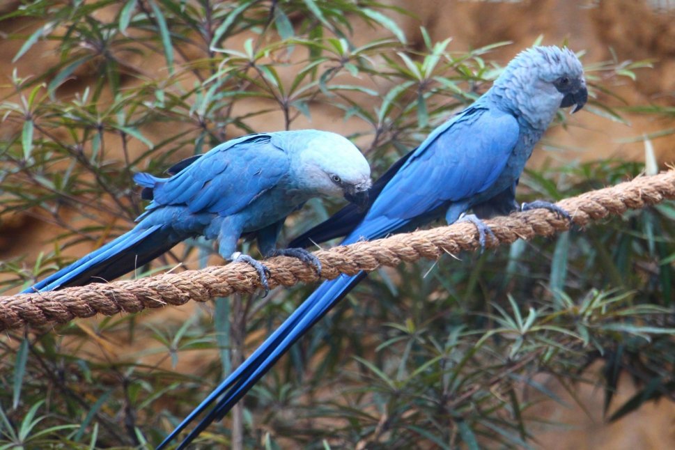 Detail Burung Macaw Biru Nomer 53