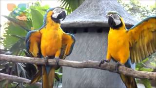 Download Burung Macaw Biru Nomer 10