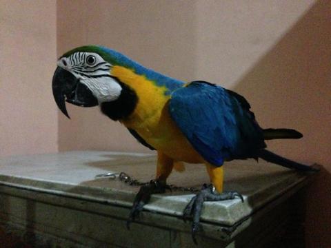 Detail Burung Macaw Blue And Gold Nomer 20