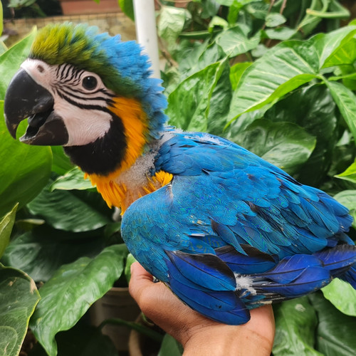 Detail Burung Macaw Blue And Gold Nomer 27