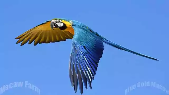 Detail Burung Macaw Blue And Gold Nomer 46