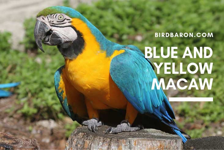 Detail Burung Macaw Blue And Gold Nomer 6