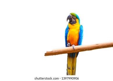 Detail Burung Macaw Blue And Gold Nomer 55