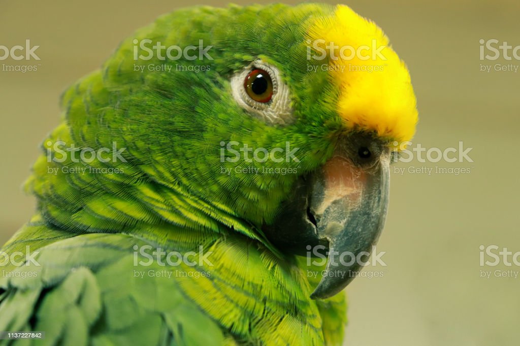 Detail Burung Macaw Hijau Nomer 20
