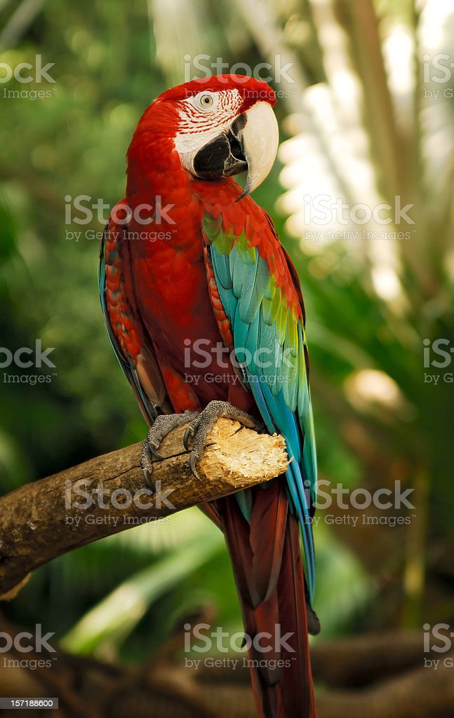 Detail Burung Macaw Hijau Nomer 40