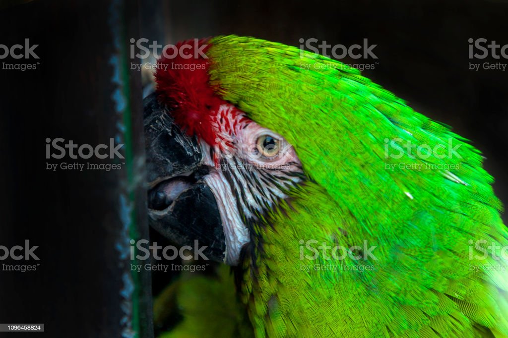 Detail Burung Macaw Hijau Nomer 44