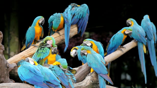 Detail Burung Macaw Hijau Nomer 52