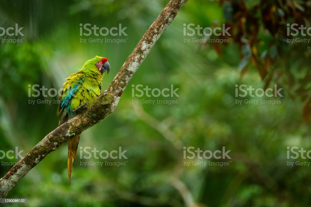 Detail Burung Macaw Hijau Nomer 54