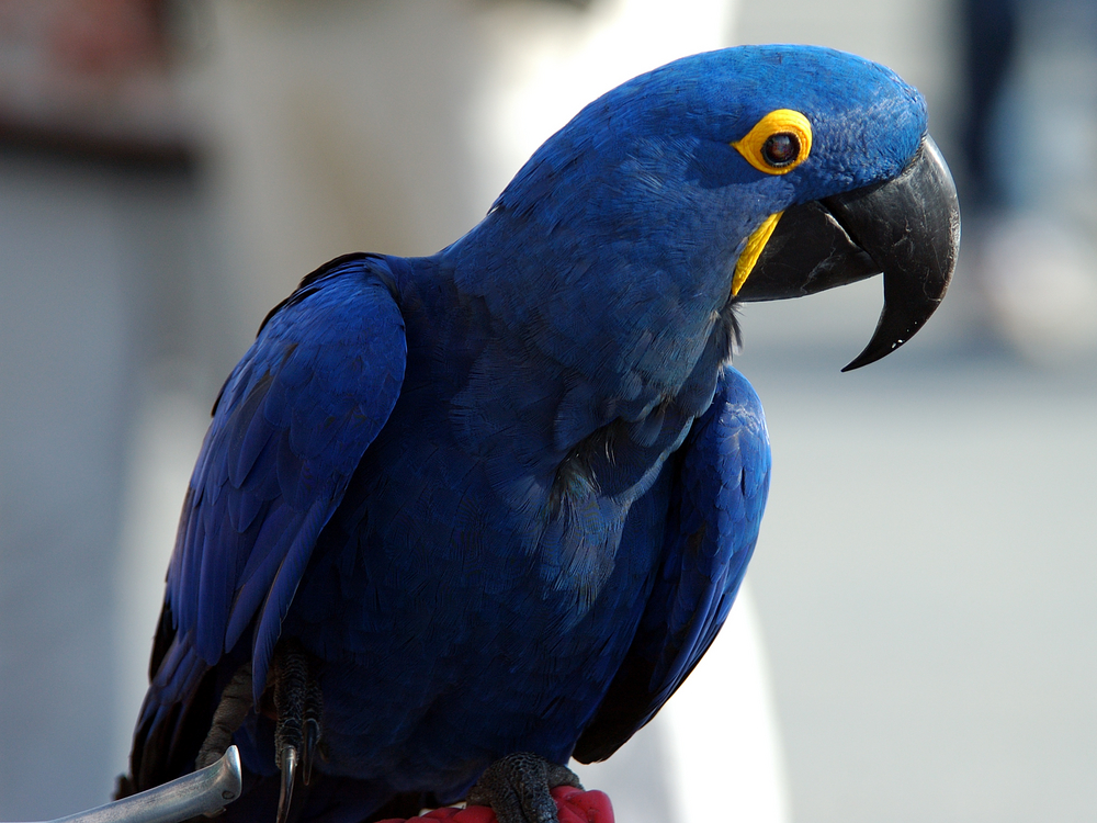 Detail Burung Macaw Hitam Nomer 9