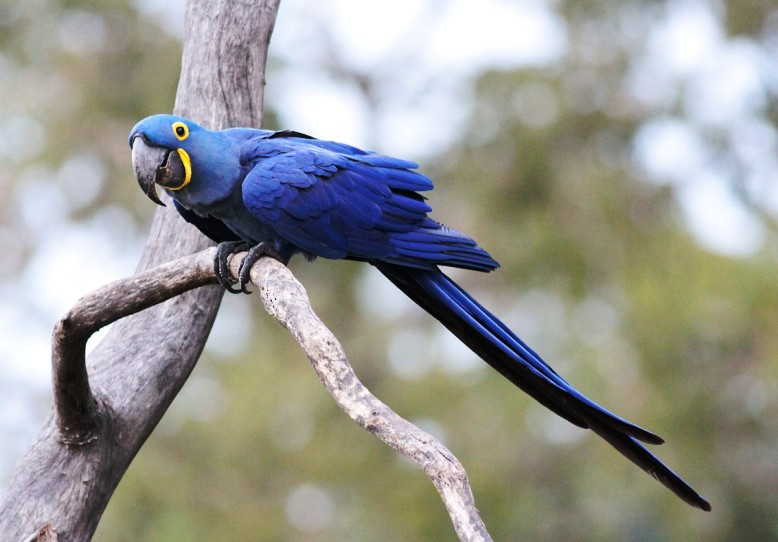 Detail Burung Macaw Hitam Nomer 10