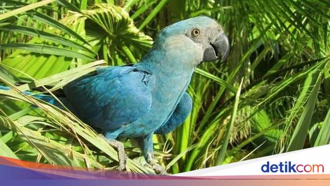 Detail Burung Macaw Hitam Nomer 18