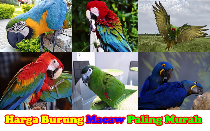 Detail Burung Macaw Hitam Nomer 22