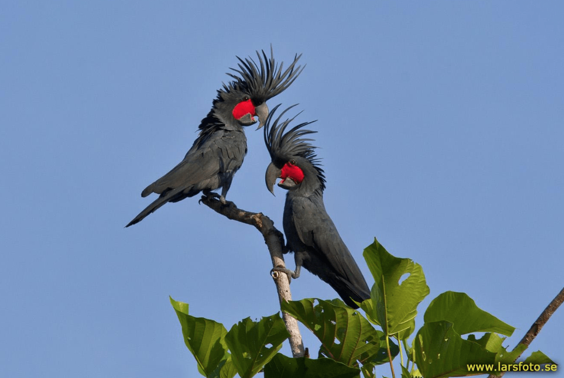 Detail Burung Macaw Hitam Nomer 26