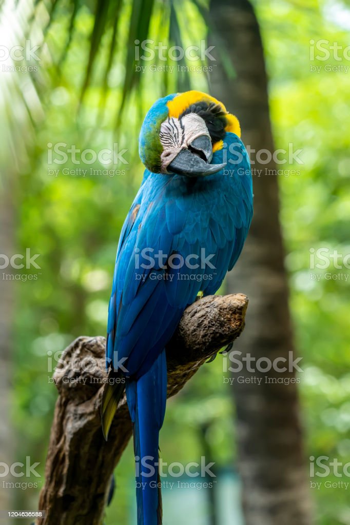 Detail Burung Macaw Hitam Nomer 42