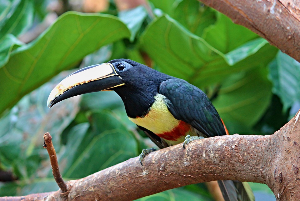 Detail Burung Macaw Hitam Nomer 5