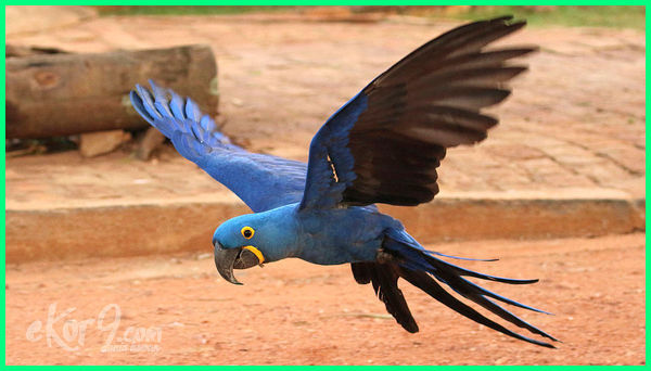 Detail Burung Macaw Hitam Nomer 6