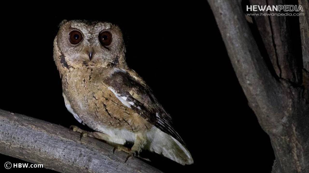 Detail Burung Masuk Rumah Menurut Islam Nomer 18