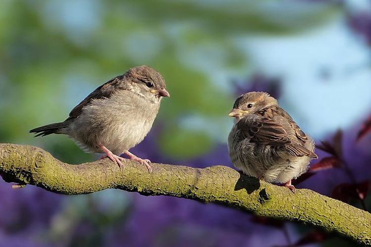 Detail Burung Masuk Rumah Menurut Islam Nomer 20