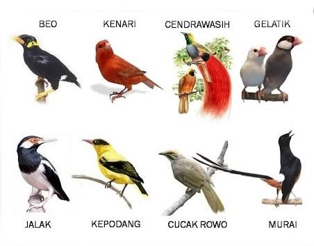 Detail Burung Masuk Rumah Menurut Islam Nomer 40