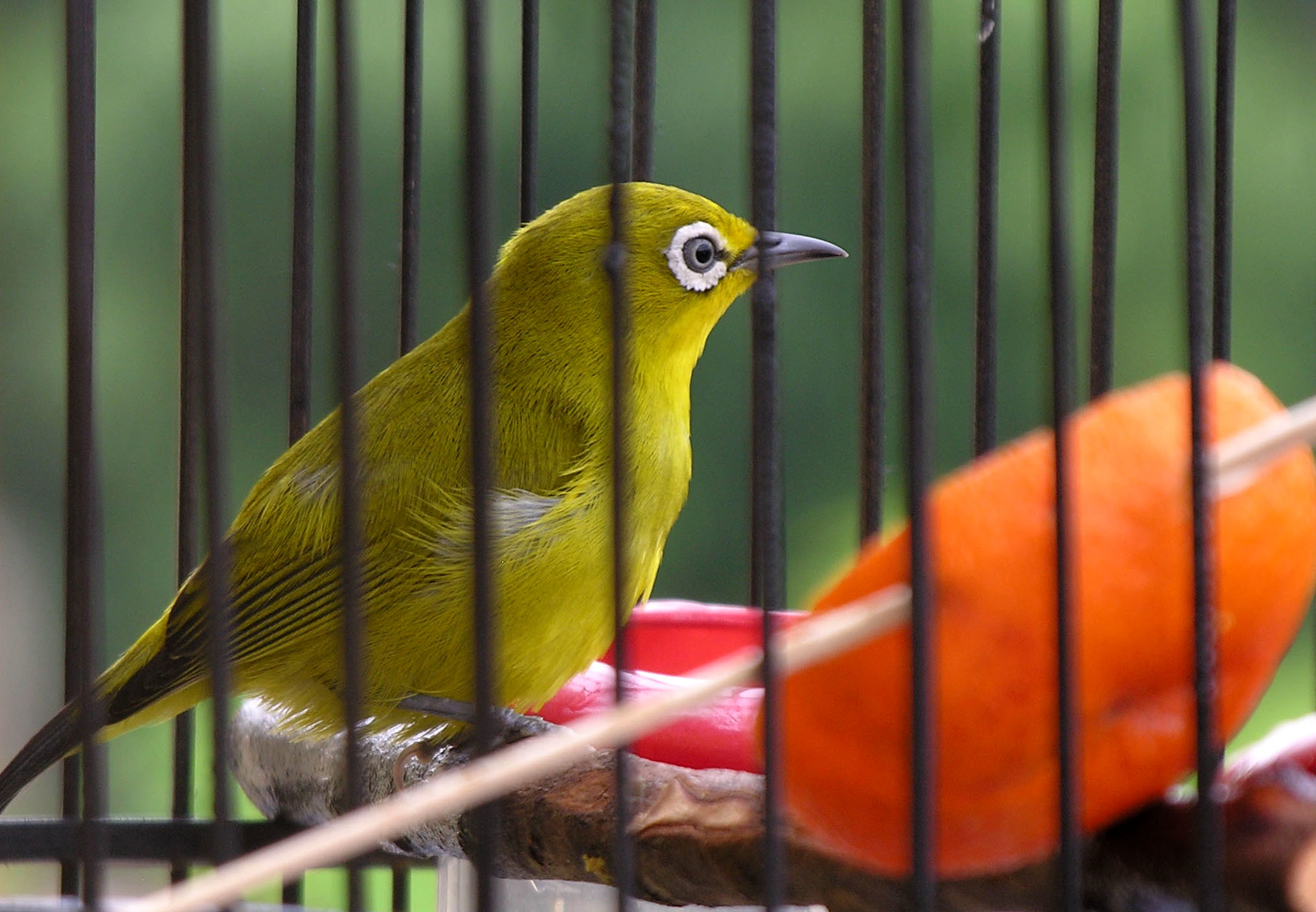 Detail Burung Mata Putih Nomer 19