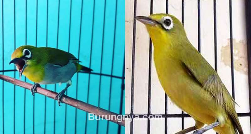 Detail Burung Mata Putih Nomer 20