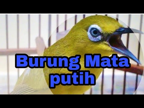 Detail Burung Mata Putih Nomer 22