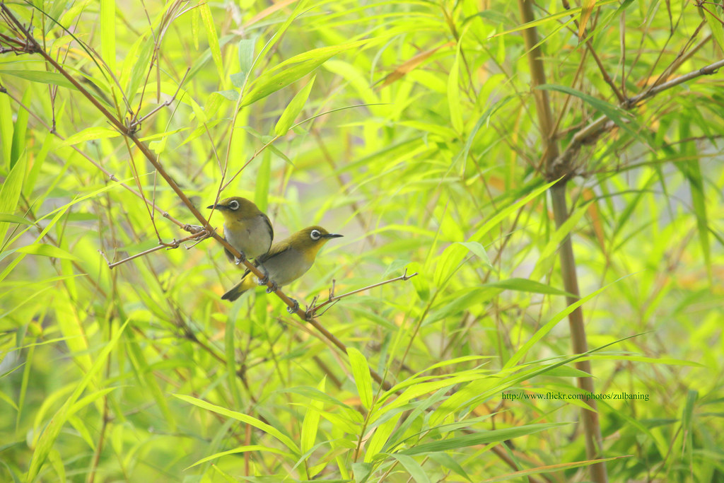 Detail Burung Mata Putih Nomer 26