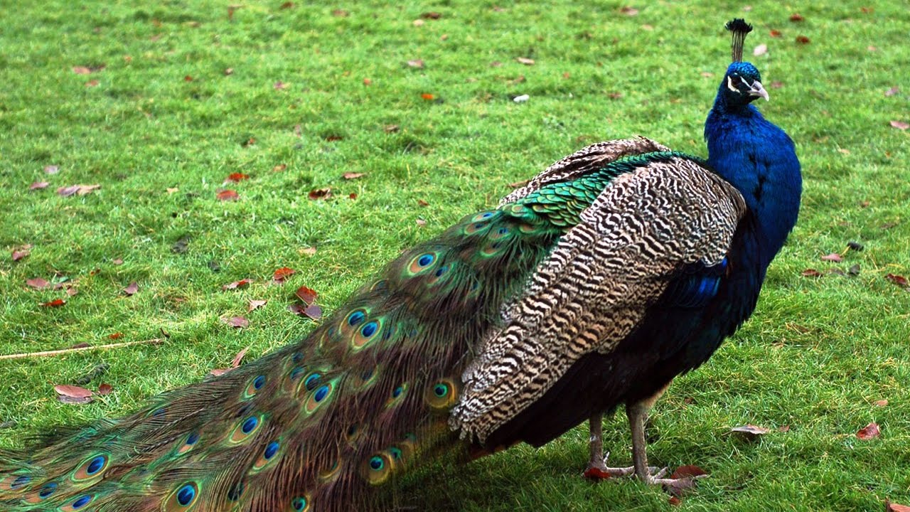 Detail Burung Merak Hijau Nomer 15