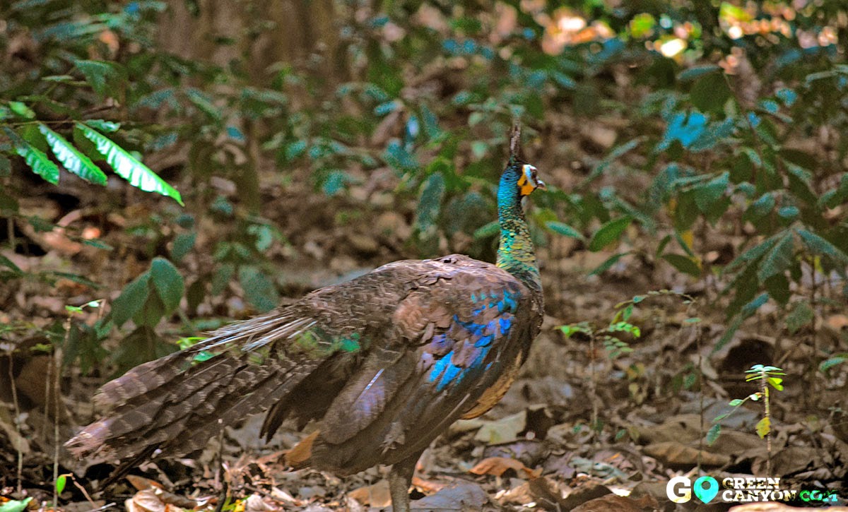 Detail Burung Merak Hijau Nomer 43