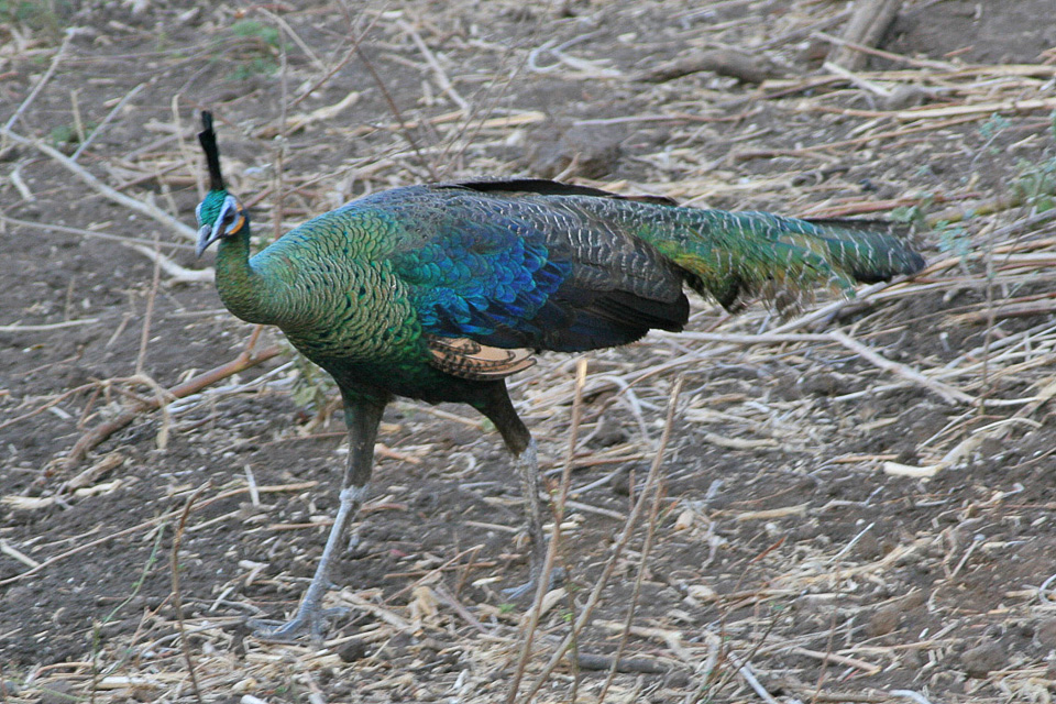 Detail Burung Merak Hijau Nomer 5