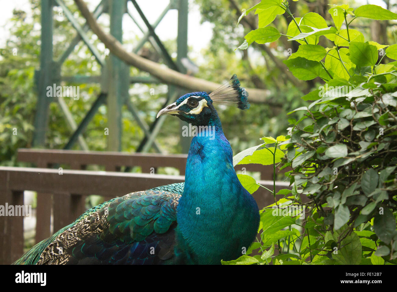 Detail Burung Merak In English Nomer 34