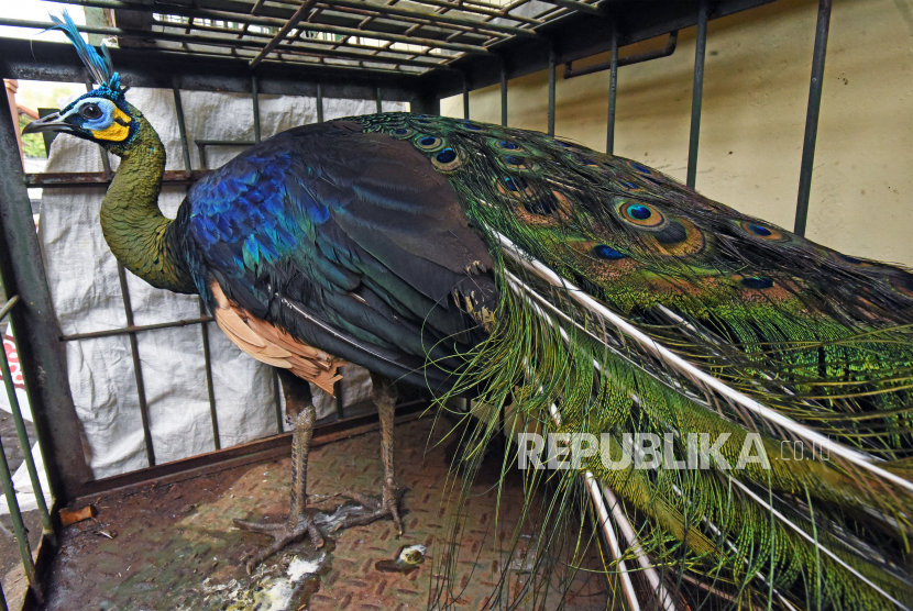 Detail Burung Merak In English Nomer 54